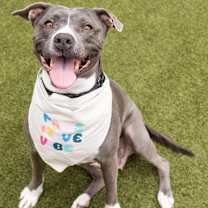 adopt-pet