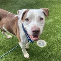 adopt-pet