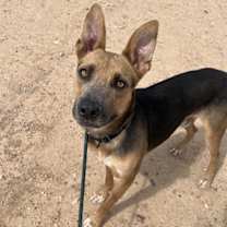 adopt-pet