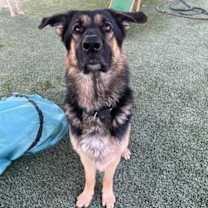 adopt-pet