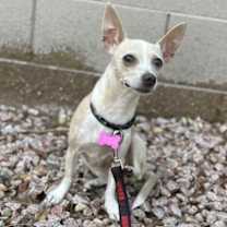 adopt-pet
