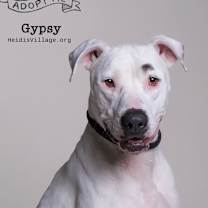 adopt-pet