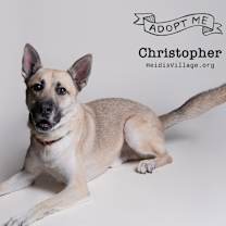 adopt-pet