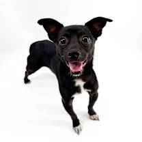 adopt-pet
