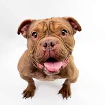 adopt-pet