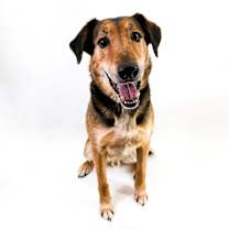 adopt-pet
