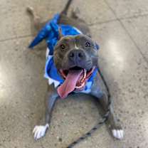 adopt-pet