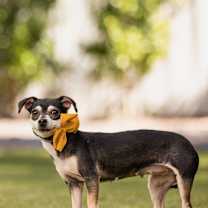 adopt-pet