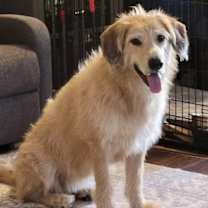adopt-pet