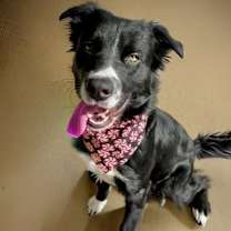 adopt-pet