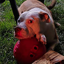 Thumbnail photo of Bonnie #3