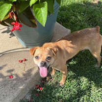 Thumbnail photo of Picadilly #1