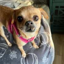 Thumbnail photo of Picadilly #2