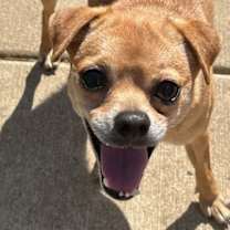 Thumbnail photo of Picadilly #3