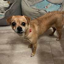 Thumbnail photo of Picadilly #4