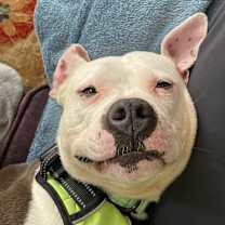 Thumbnail photo of Ollie #2