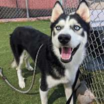 adopt-pet