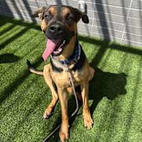 adopt-pet