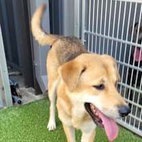 Thumbnail photo of Squirrel #1