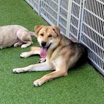 Thumbnail photo of Squirrel #2