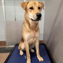 Thumbnail photo of Squirrel #3