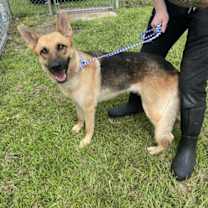 Thumbnail photo of Ruby #1