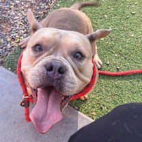 adopt-pet