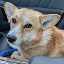 Thumbnail photo of Bernie #3