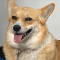 Thumbnail photo of Bernie #4