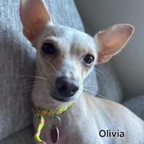 adopt-pet