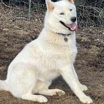 adopt-pet