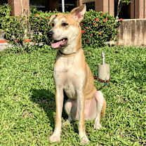 Thumbnail photo of Odie #1