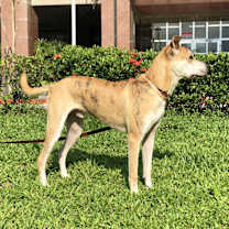 Thumbnail photo of Odie #2