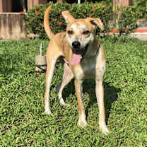 Thumbnail photo of Odie #4