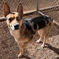 adopt-pet