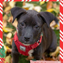 Thumbnail photo of 90's Pop Singers Litter - Mariah Carey - I'll Be Home for Christmas Promo #1