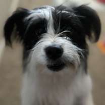 adopt-pet