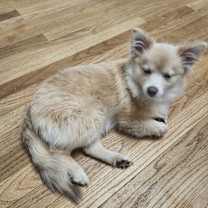 Thumbnail photo of Twinkie #1