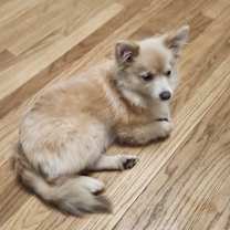 Thumbnail photo of Twinkie #2