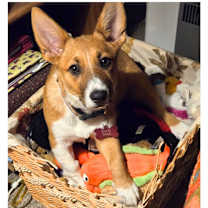 Thumbnail photo of Ellie Mae (Courtesy Post) #3