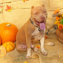 Thumbnail photo of Scooby #2