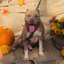 Thumbnail photo of Scooby #3