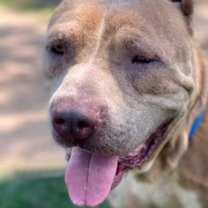 Thumbnail photo of Scooby #4