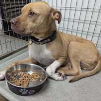 Thumbnail photo of Stallone #4