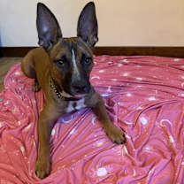 Thumbnail photo of Cali #1