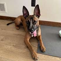 Thumbnail photo of Cali #2