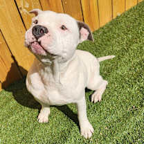 Thumbnail photo of Atticus JuM #4