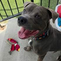 adopt-pet