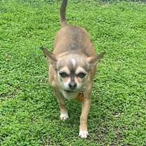 adopt-pet