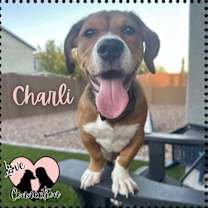 adopt-pet